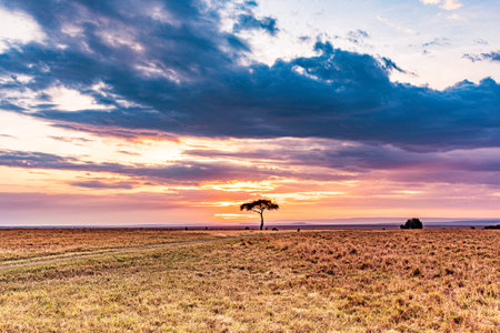 Lonely tree in the savannah at sunset, Masai Mara National Park, Kenyaの写真素材