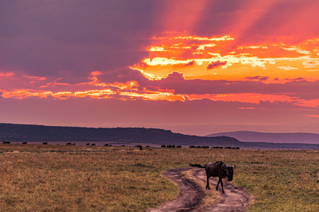 Sunset in Serengeti National Park, Tanzania, Africaの写真素材
