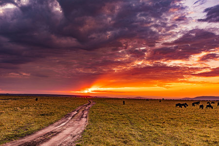 Sunset over the field with horses in the foreground and a dirt road in the backgroundの写真素材