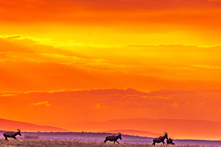 Herd of deer at sunset in Masai Mara National Park, Kenyaの写真素材