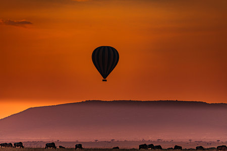 Hot air balloon over the meadow at sunset, Cattle grazing in the backgroundの写真素材