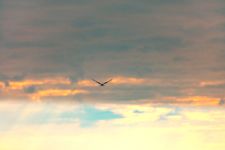The silhouette of a flying seagull against the background of the sunset.の写真素材