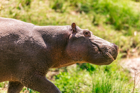 Hippopotamus in Chobe National Park, Botswana, Africaの写真素材