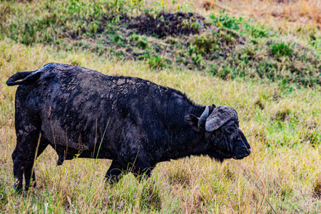 Black buffalo in savanna, Chiang Mai province, Thailand.