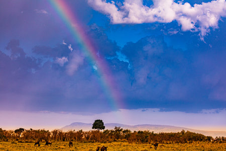 Rainbow over Maasai Mara National Park, Kenya, Africaの写真素材