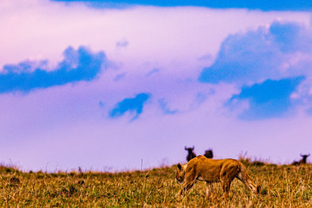 Lioness grazing in the savanna of Masai Mara National Park, Kenyaの写真素材