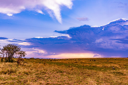 Landscape of grassland with cloudy sky at sunset. Nature backgroundの写真素材
