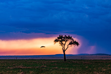 Beautiful sunset in Masai Mara National Park, Kenya, Africaの写真素材