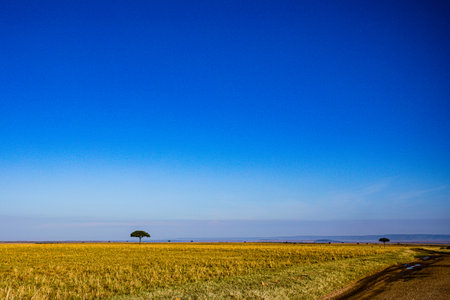 Lonely tree in the middle of a wheat field with blue skyの写真素材