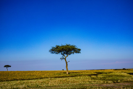 Lone acacia tree in Masai Mara National Park, Kenyaの写真素材
