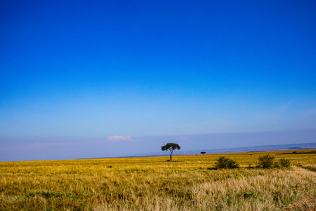 Lonely tree in the savannah of Masai Mara, Kenyaの写真素材