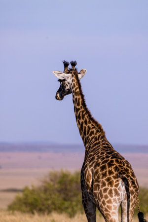 Giraffe in the Okavango Delta - Moremi National Park in Botswanaの写真素材