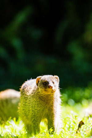 Close up portrait of a common mongoose (Mangrove) in grassの写真素材