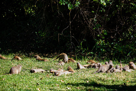Group of baboons on the grass in the park, Thailand.
