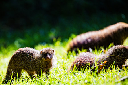 Group of mongoose on green grass in the park, Thailand.の写真素材