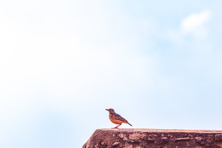 Bird on the roof with blue sky and white cloud background, Thailand.の写真素材