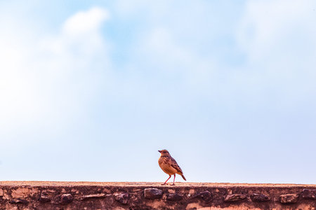Bird on the wall with blue sky and white clouds background,Thailand.の写真素材