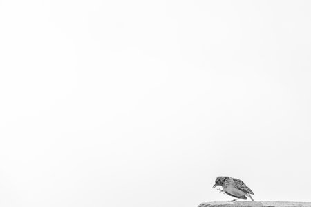 Sparrow on the top of a rock with a white backgroundの写真素材