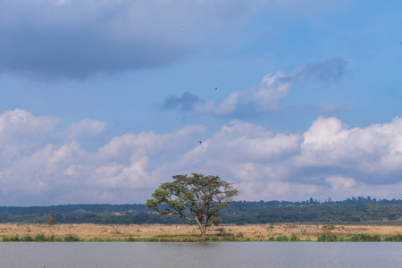 Lonely tree on the lake in Serengeti National Park, Tanzaniaの写真素材