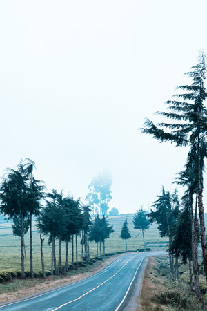 Country road with mist at Chiangrai province, Thailand.の写真素材