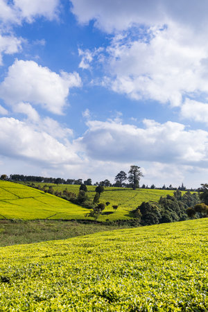 Tea Plantation at Chiang Rai Province, Thailand. The tea plantation is one of the most popular tourist attraction in Chiang Rai.の写真素材
