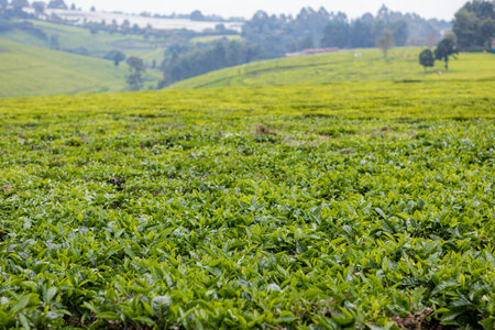 Tea Plantation at Chiang Rai Province, Thailand. Tea Plantation in Chiang Rai Province, Thailand.の写真素材