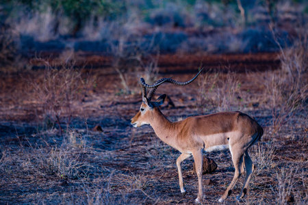 Impala antelope in Chobe National Park, Botswana, Africaの写真素材