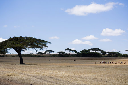 African savannah landscape with acacia trees, Masai Mara Kenya