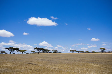 Landscape of Masai Mara National Park in Kenya, Africa.
