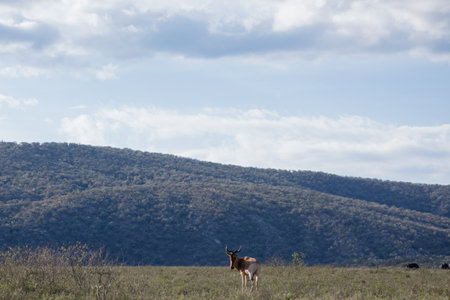 Pronghorn Antelope in Serengeti National Park, Tanzaniaの写真素材