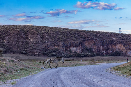 Zebra crossing the road in the mountains of Ethiopia, Africa.の写真素材
