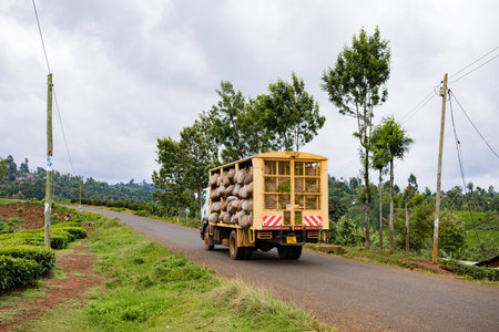 Truck with bales of hay on the road in tea plantation.の写真素材