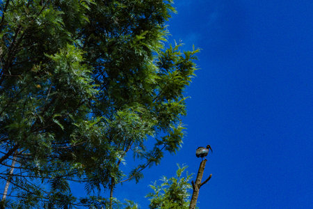 Bird on a tree in the blue sky at Chiang Mai, Thailand.