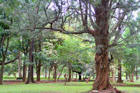 Very old pine tree in a parkの写真素材
