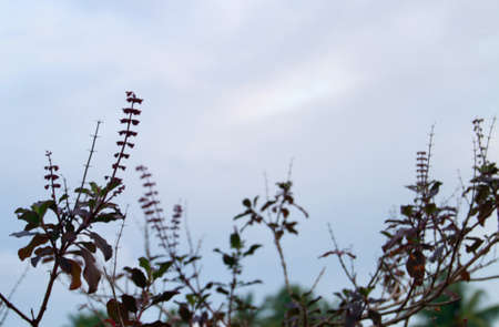 Closeup view of the holy basil plant with sky in the backgroundの写真素材