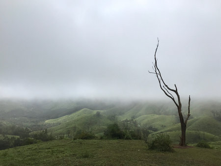 View from one of the meadows in Vagamon during a foggy morning with a dry tree in the foreground