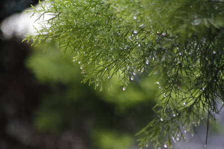 closeup picture of pine tree leaves with rain dropsの写真素材