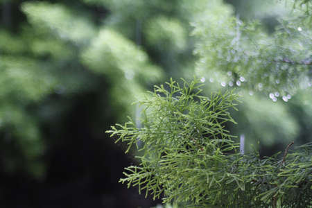 closeup picture of pine tree leaves with rain dropsの写真素材