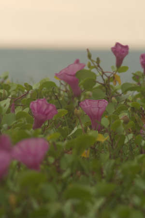 Flowers by the Arabian Sea, view from a beach in Aleppey, Indiaの写真素材
