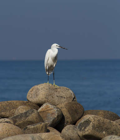 A white crane standing on the rock near the seashore to catch fishの写真素材