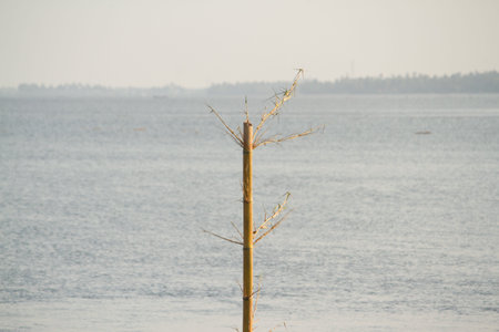 The bamboo installed as a pillar started growing in the lake