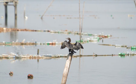 Closeup view of little comorant drying wings standing on a pole in the lake
