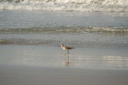 A grey heron standing near the seashore to catch fishの写真素材