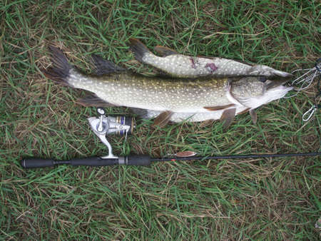 Pike fish lies jn the grassの写真素材