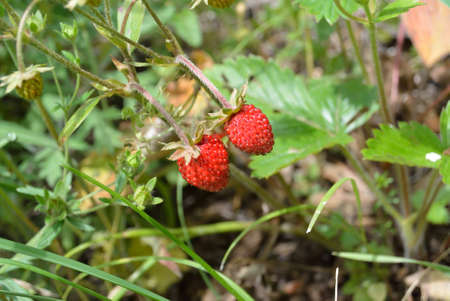 wild strawberries grows in the forestの写真素材