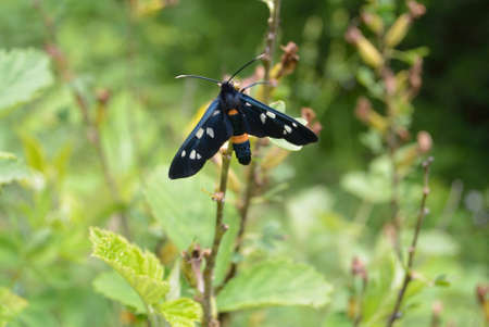 black butterfly sit on grassの写真素材