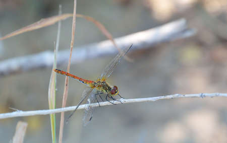 big dragonfly sit on the bush's branchの写真素材