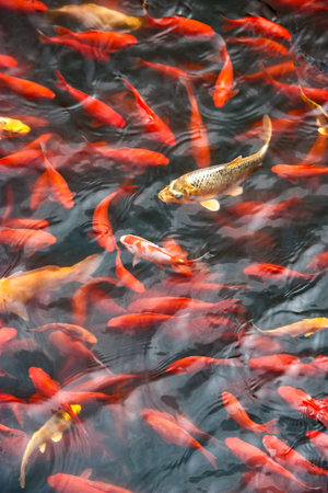 Group of colorful koi fish swimming in the pond