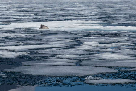 Spring landscape with baikal seal lying among ice in natural environment, looking at the cameraの写真素材