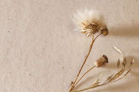 Cardboard background with dried plants on the right, closeupの写真素材